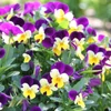 Kép 3/8 - Árvácska apróvirágú  - Viola cornuta 'Confetti' mix 10/20cm K12cm