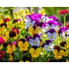 Kép 4/8 - Árvácska apróvirágú  - Viola cornuta 'Confetti' mix 10/20cm K12cm