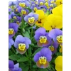 Kép 5/8 - Árvácska apróvirágú  - Viola cornuta 'Confetti' mix 10/20cm K12cm