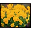 Kép 6/8 - Árvácska apróvirágú  - Viola cornuta 'Confetti' mix 10/20cm K12cm