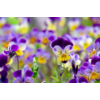 Kép 7/8 - Árvácska apróvirágú  - Viola cornuta 'Confetti' mix 10/20cm K12cm