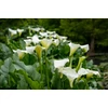 Kép 2/3 - Tölcsérvirág (Kála) - Zantedeschia fajták 30/40cm K12cm