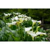 Kép 2/3 - Tölcsérvirág (Kála) - Zantedeschia 30/40cm K12cm