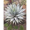 Kép 1/3 - Agave parryi