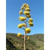 Kép 3/3 - Parry agavé - Agave parryi 10/20cm K12cm