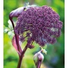Kép 1/3 - Angelica gigas