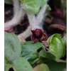 Kép 2/2 - Kapotnyak kereklevelű - Asarum europaeum 5/10cm K9x9cm
