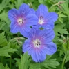 Kép 1/2 - Geranium himalayense 'Gravetye'