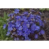 Kép 1/2 - Hepatica nobilis