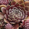 Kép 1/2 - Sempervivum 'Rauer Kulm'