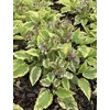 Kép 2/2 - Nadálytő sárga tarka levelű - Symphytum grandiflorum 'Goldsmith' 20/30cm K14cm