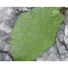 Kép 1/2 - Arenaria lithops 'Aurea'