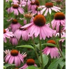 Kép 1/2 - Echinacea purpurea 'Magnus'