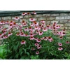 Kép 2/2 - Kasvirág rózsaszín - Echinacea purpurea 'Magnus' 10/20cm K9x9cm