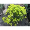 Kép 1/2 - Euphorbia 'Fen's Ruby'