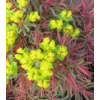Kép 2/2 - Kutyatej kékeszöld ősszel színeződő - Euphorbia characias 'Fen's Ruby' 10/20cm K9x9cm