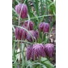 Kép 2/2 - Kockás liliom mocsári  vegyes- Fritillaria meleagris mix 14-15 db virághagyma/csomag