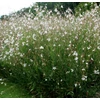 Kép 1/2 - Gaural indheimeri 'Whirling Butterflies'