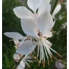 Kép 2/2 - Díszgyertya fehér - Gaura lindheimeri 'Whirling Butterflies' 20/30cm K14cm