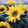 Kép 2/2 - Vetőmag "Napraforgó Nóri" gyerekkertészeknek - Helianthus annuus 'Holdfény' 3g