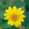 Kép 1/2 - Helianthus 'Capenoch Star'