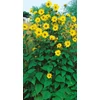 Kép 2/2 - Dísznapraforgó - Helianthus 'Capenoch Star' 20/30cm K14cm
