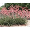 Kép 1/2 - Hesperaloe parviflora