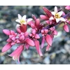 Kép 2/2 - Yucca hamis vörös virágú - Hesperaloe parviflora 30/40cm K2l