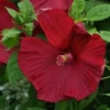 Kép 2/2 - Mályva mocsári mix - Hibiscus moscheutos 30/40cm K3l