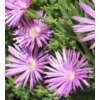 Kép 1/2 - Mesembryanthemum