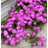 Kép 2/2 - Kristályvirág - Mesembryanthemum 15/20cm K14cm
