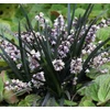 Kép 1/2 - Ophiopogon planiscapus 'Niger'