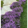 Kép 1/2 - Phlox subulata 'Purple Beauty'
