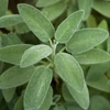 Kép 1/2 - Salvia officinalis