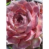 Kép 2/2 - Kövirózsa zöld-bordó lombú - Sempervivum 'Rauer Kulm' 5/10cm K10,5cm