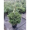 Kép 2/4 - Jegenyefenyő kaukázusi - Abies nordmanniana cserepes 125/150cm KONTÉNERES