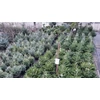 Kép 3/4 - Jegenyefenyő kaukázusi - Abies nordmanniana cserepes 125/150cm KONTÉNERES