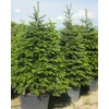 Kép 1/4 - Abies nordmanniana