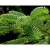 Kép 3/3 - Jegenyefenyő kaukázusi - Abies nordmanniana 125/150cm VÁGOTT