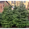 Kép 1/3 - Jegenyefenyő kaukázusi - Abies nordmanniana 125/150cm vágott