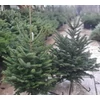 Kép 2/3 - Jegenyefenyő kaukázusi - Abies nordmanniana 125/150cm VÁGOTT