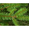 Kép 2/2 - Lucfenyő - Picea abies 125/150cm VÁGOTT