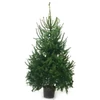 Kép 1/2 - Picea omorica