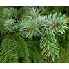 Kép 2/2 - Lucfenyő szerb - Picea omorika cserepes 100/125cm KONTÉNERES