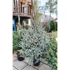 Kép 4/4 - Ezüstfenyő - Picea pungens cserepes 80/100cm KONTÉNERES