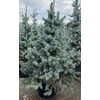 Kép 2/4 - Ezüstfenyő - Picea pungens cserepes 40/60cm KONTÉNERES