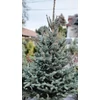 Kép 1/2 - Ezüstfenyő - Picea pungens 100/125cm vágott