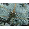 Kép 3/3 - Ezüstfenyő - Picea pungens cserepes 125/150cm KONTÉNERES