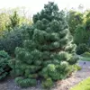 Kép 1/2 - Feketefenyő - Pinus nigra 80/100cm vágott