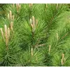 Kép 2/2 - Feketefenyő - Pinus nigra 80/100cm VÁGOTT